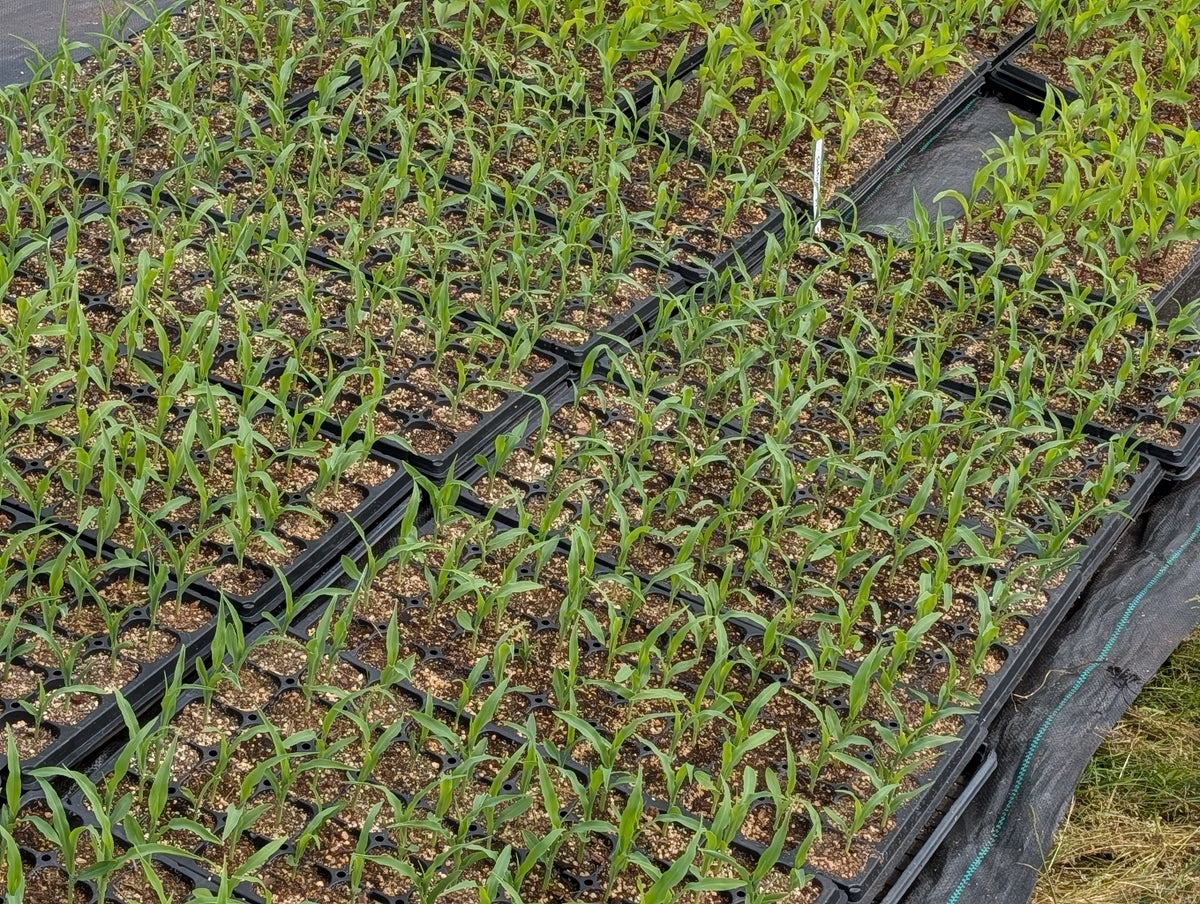 Bicolor Waxy Corn / 12 cobs