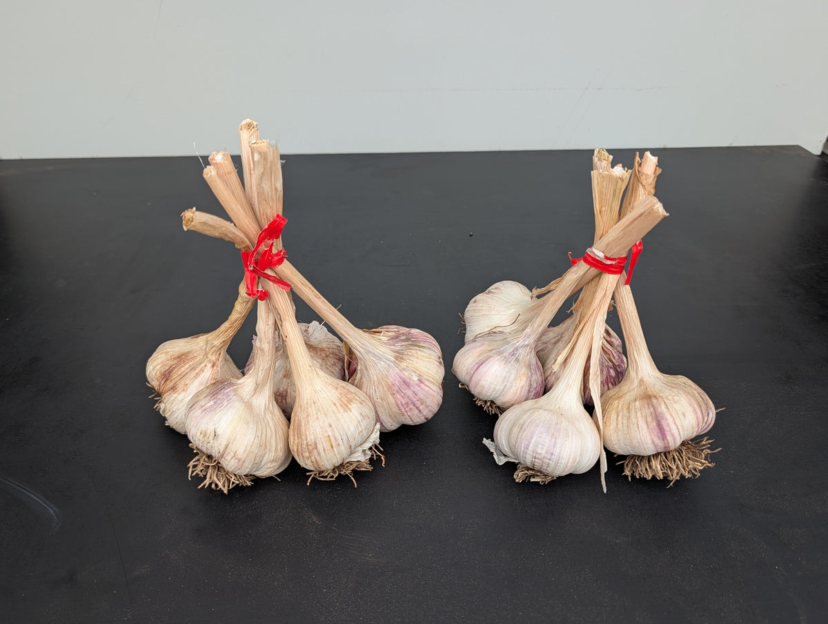 Red Russian Garlic