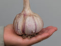Red Russian Garlic