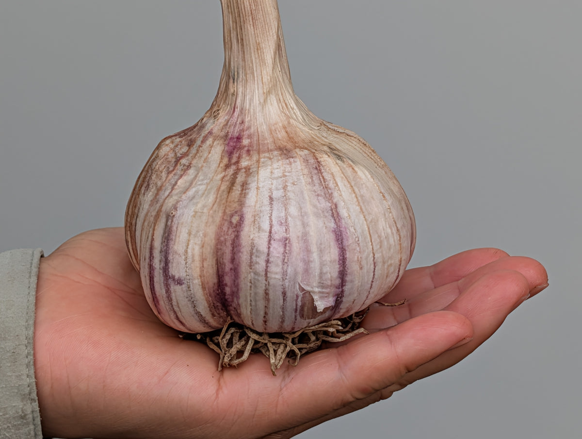 Red Russian Garlic