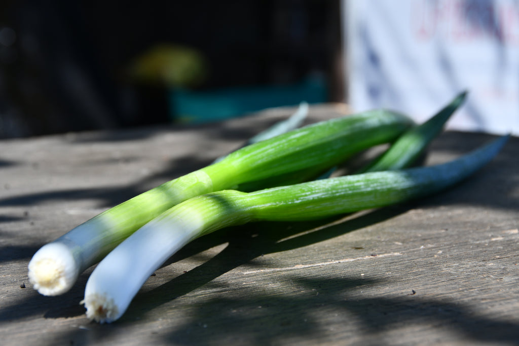 Chinese Jumbo Leeks (Scallion)