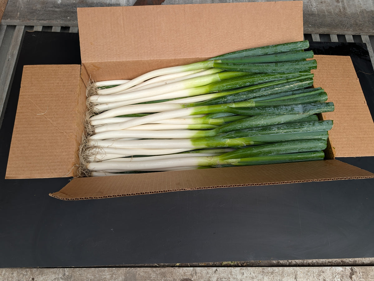 Chinese Jumbo Leeks (Scallion)