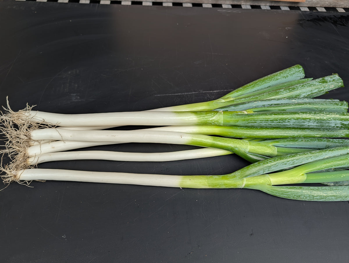 Chinese Jumbo Leeks (Scallion)