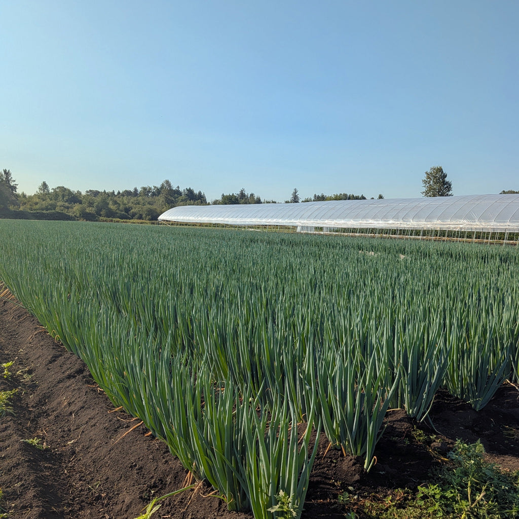 Chinese Jumbo Leeks (Scallion)