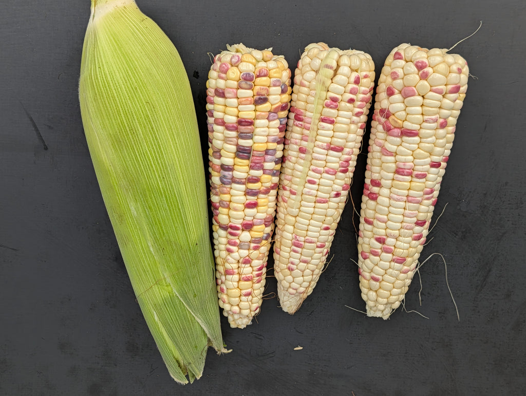 Bicolor Waxy Corn / 12 cobs