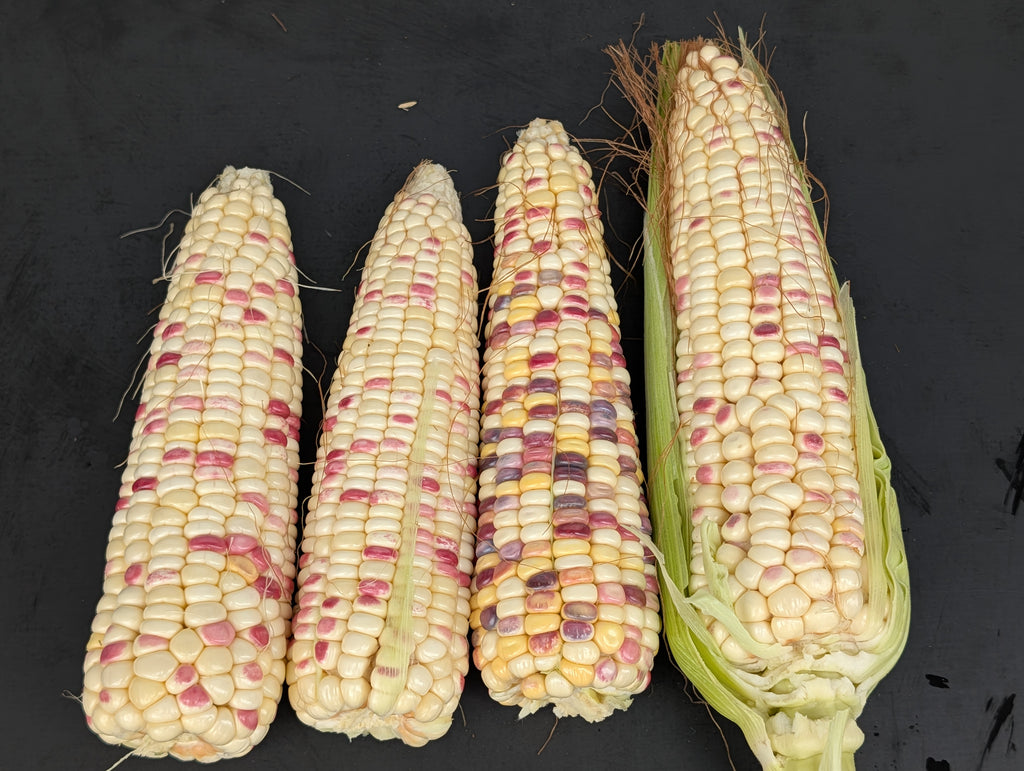 Bicolor Waxy Corn / 12 cobs